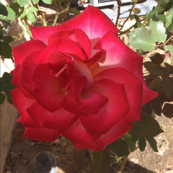 Meet your Posher, Maggie - Picture 1 of 1